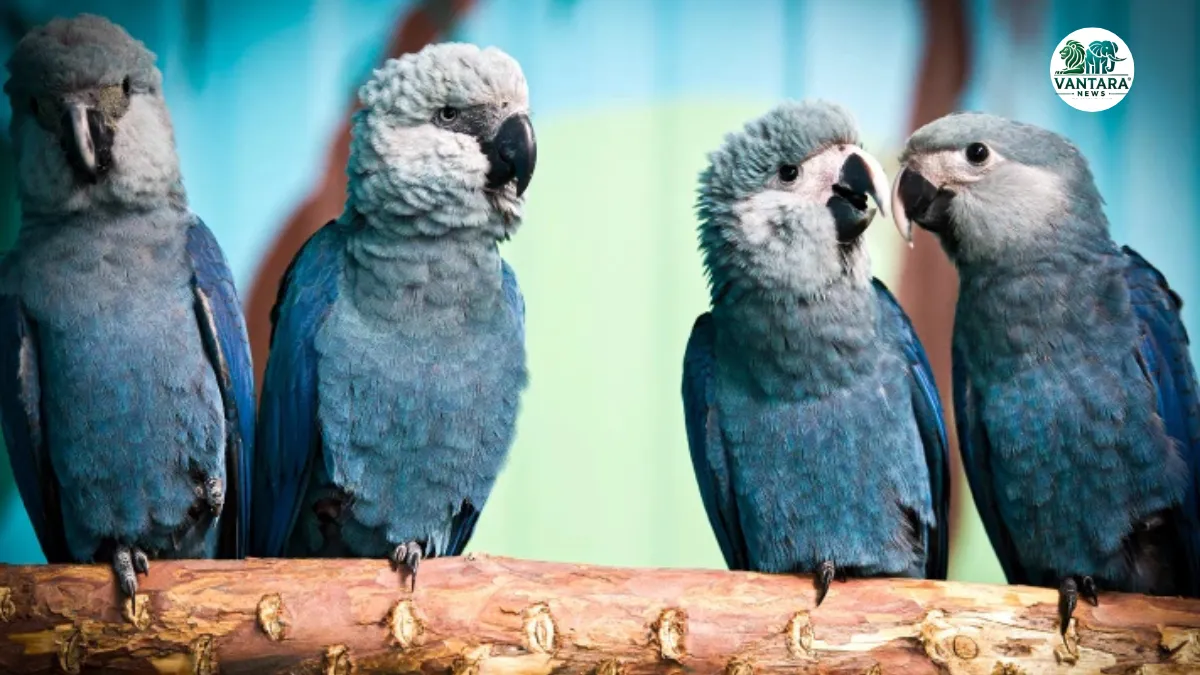 Spix's Macaw conservation