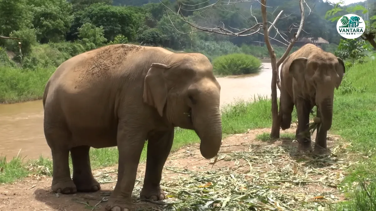 PM Shri Narendra Modi may visit Vantara