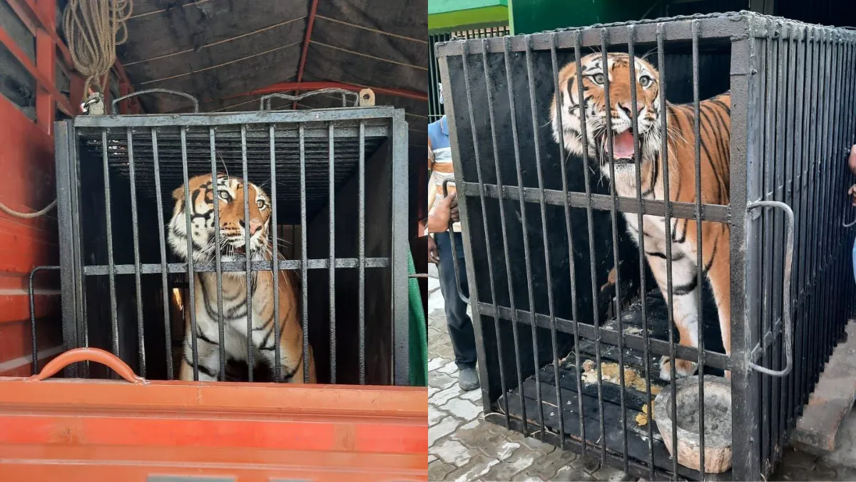 Tata zoo welcome Bangal tiger