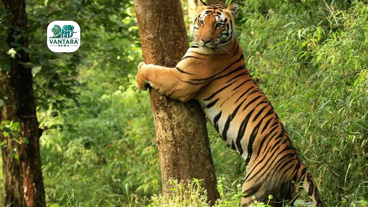 Omkareshwar Wildlife Sanctuary