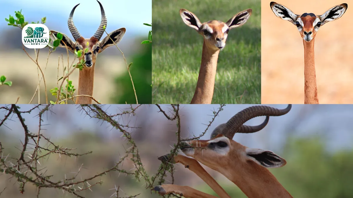Gerenuk