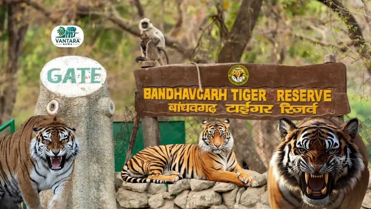 Bandhavgarh Tiger Reserve