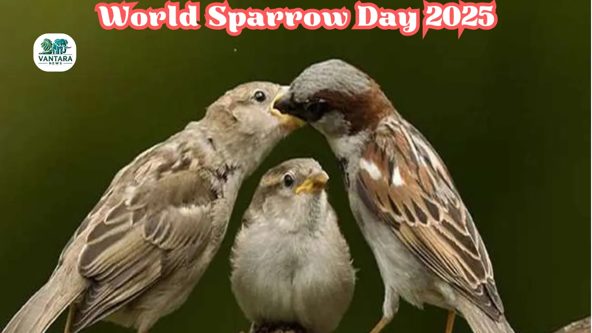 World Sparrow Day 2025