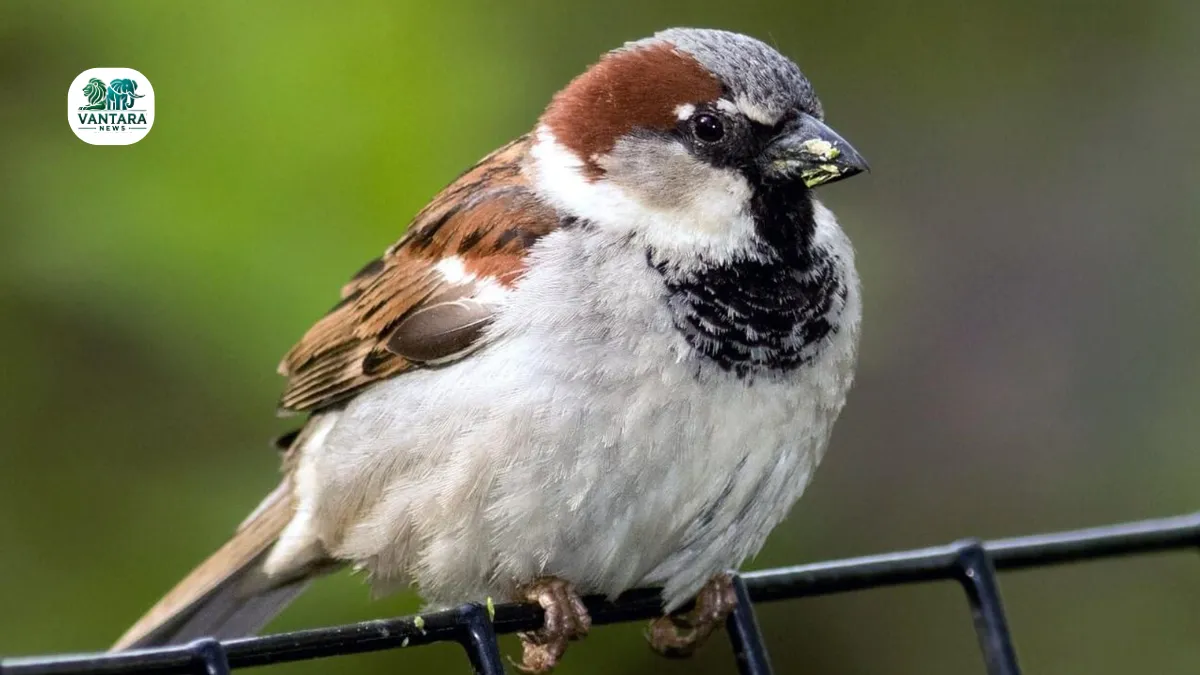 World Sparrow Day 2025