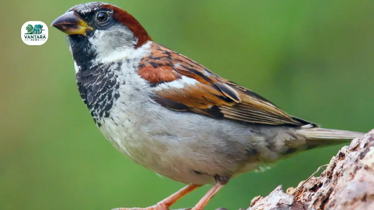 World Sparrow Day 2025