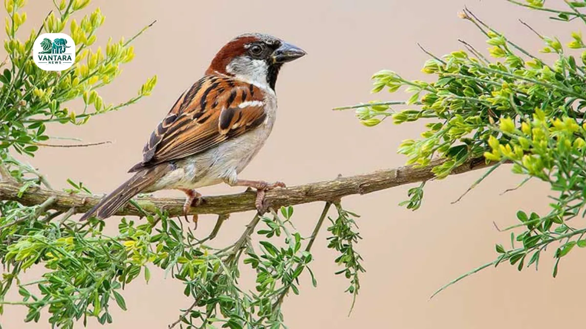 World Sparrow Day 2025
