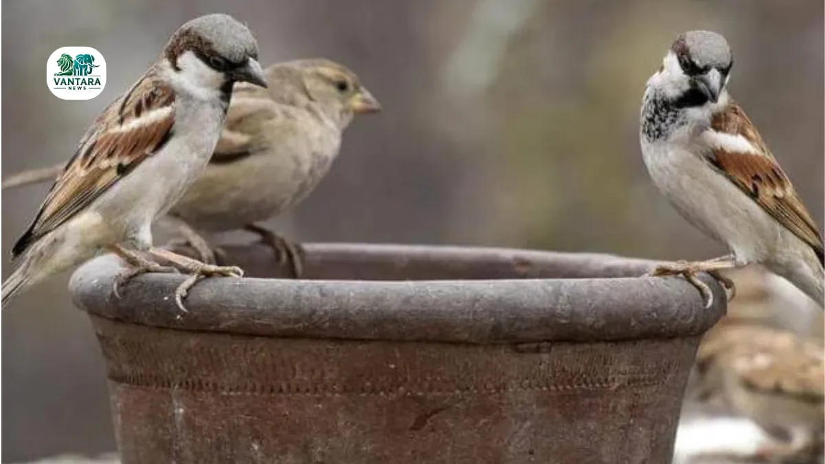 World Sparrow Day 2025