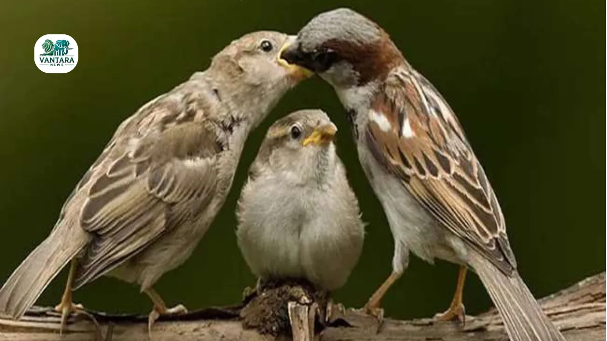 World Sparrow Day 2025