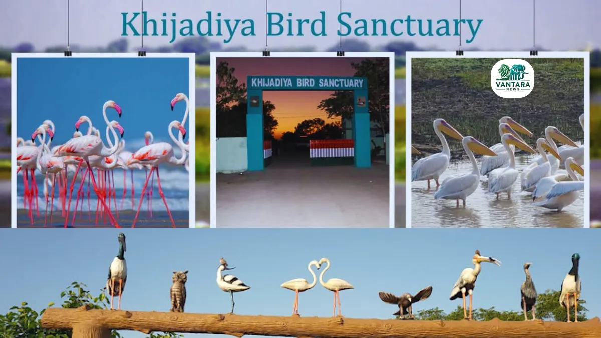 Khijadiya Bird Sanctuary