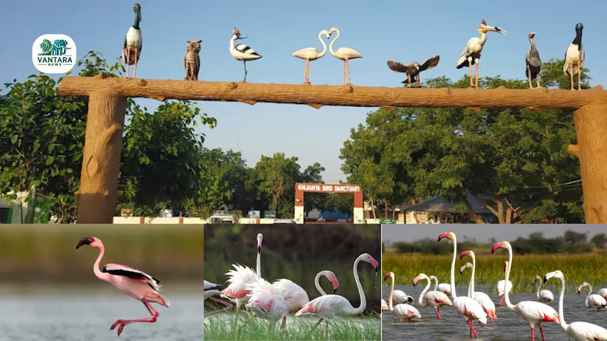 Khijadiya Bird Sanctuary