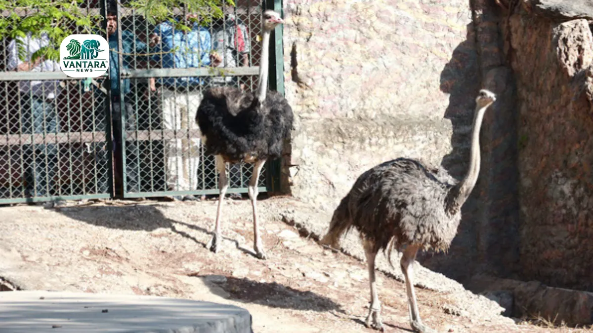 The first miracle happened in the zoo