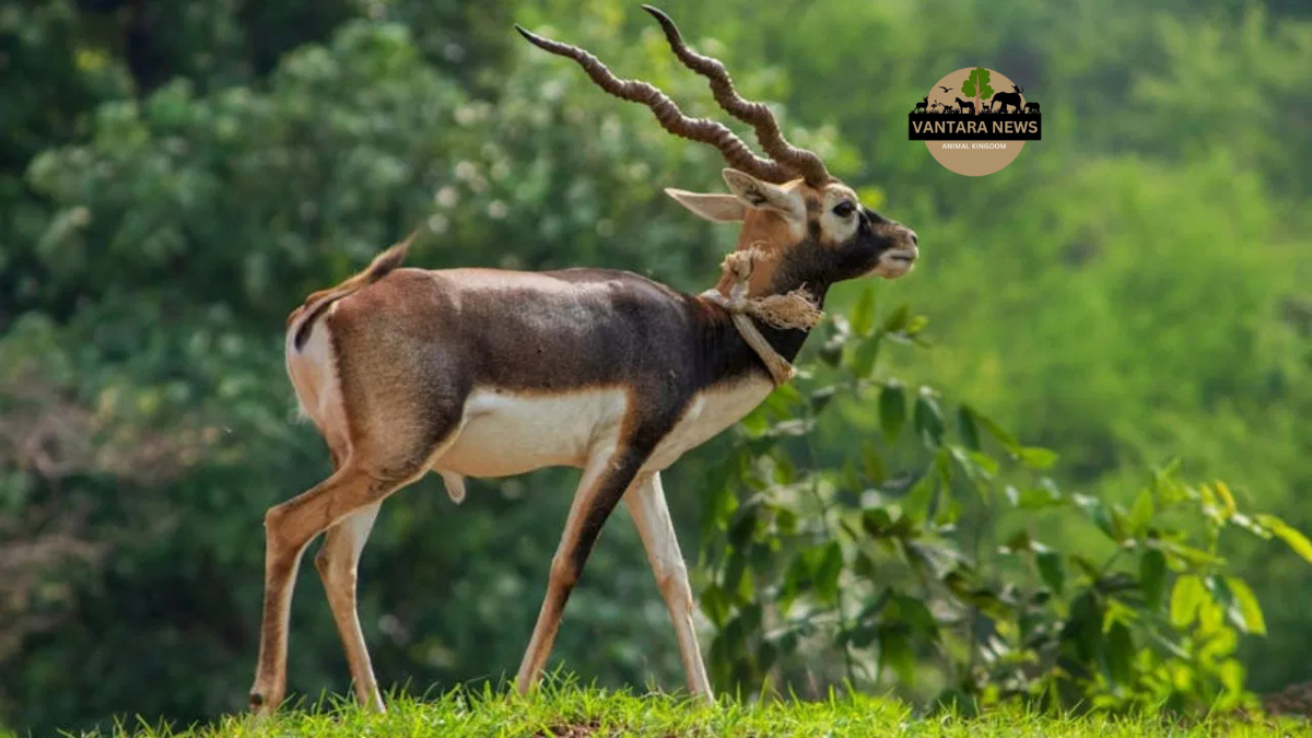 Noida Animal Rehabilitation Center