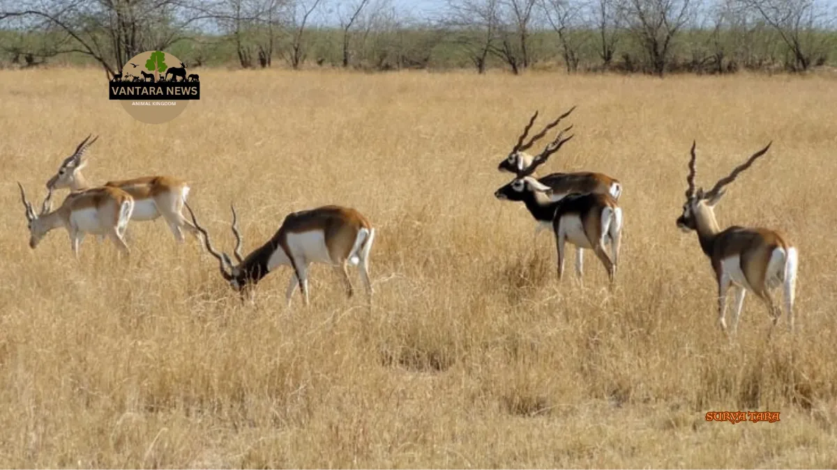 Noida Animal Rehabilitation Center