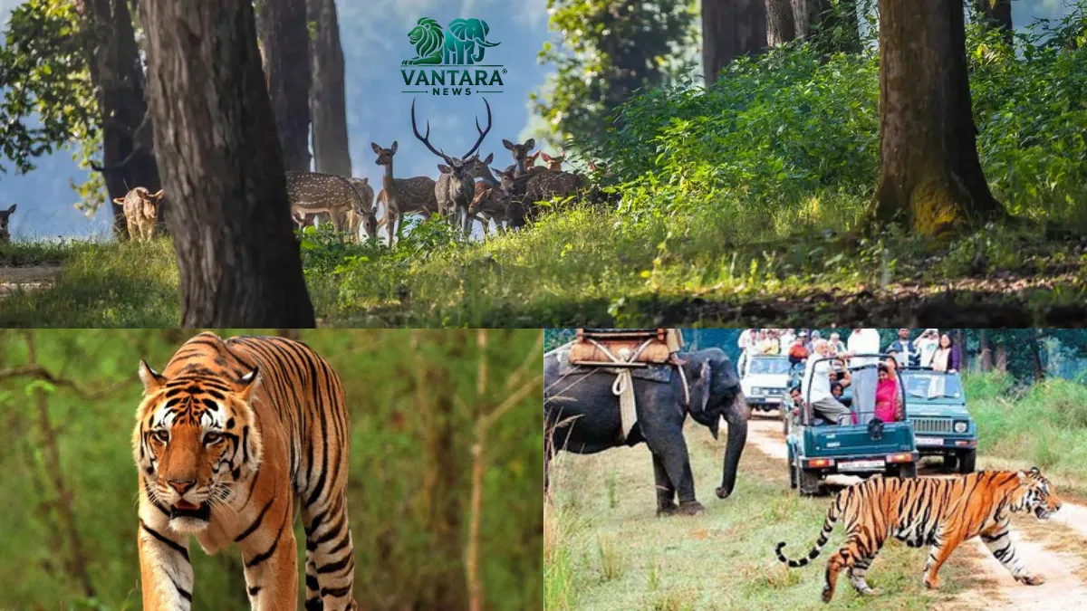 Kanha National Park timings, ticket prices