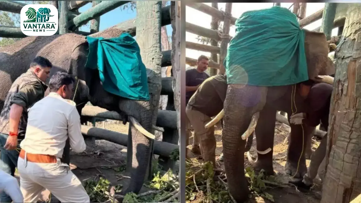 Bandhavgarh Tiger Reserve