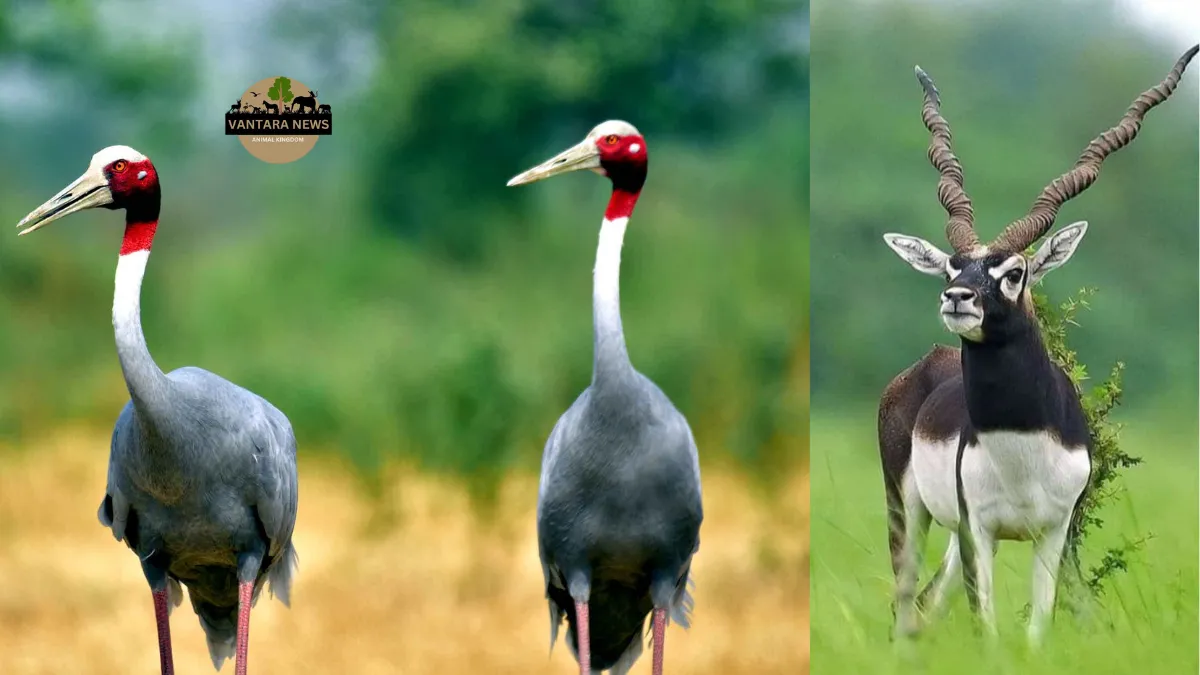 Noida Animal Rehabilitation Center