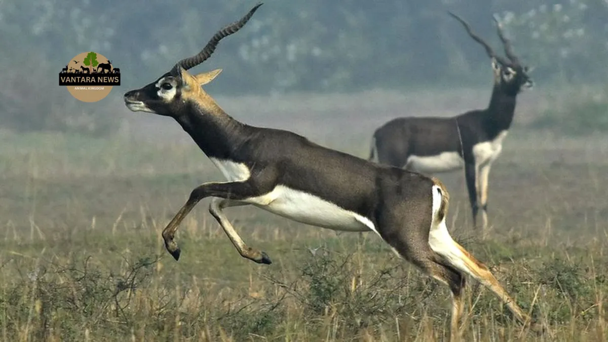 Noida Animal Rehabilitation Center