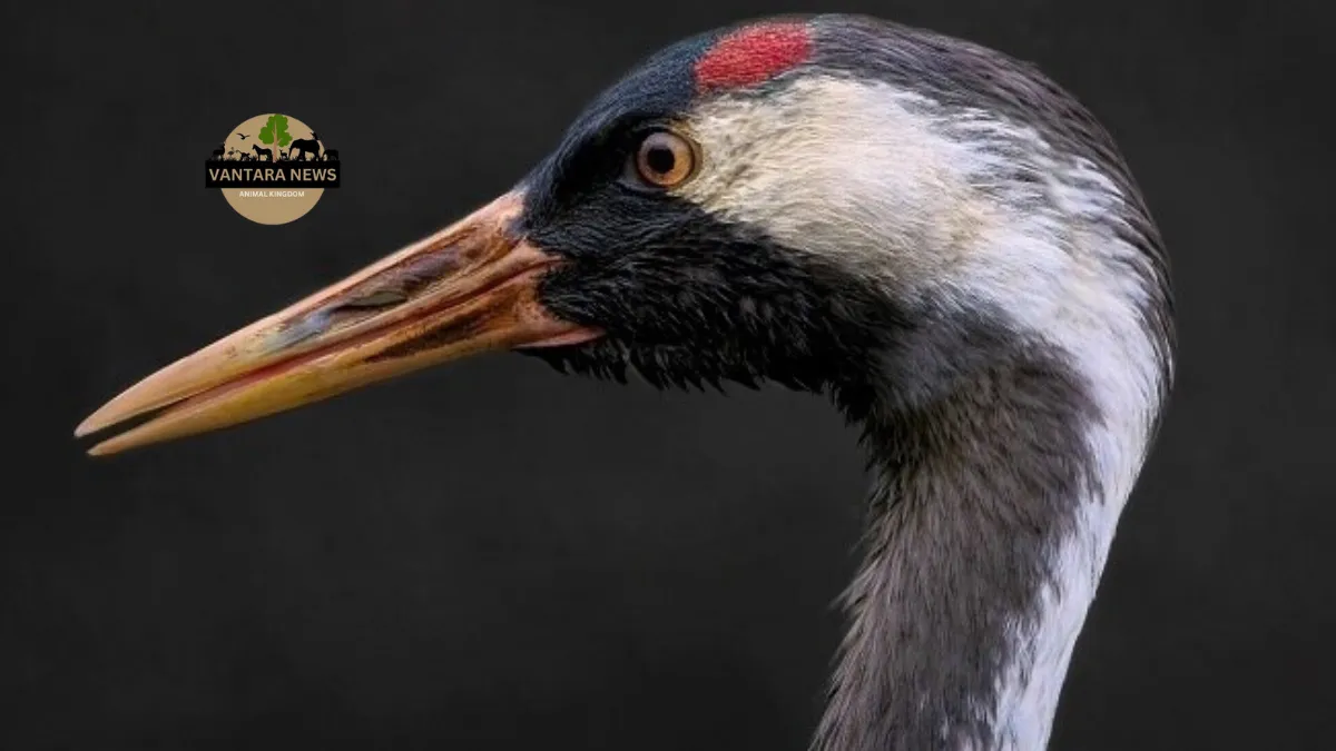 Noida Animal Rehabilitation Center