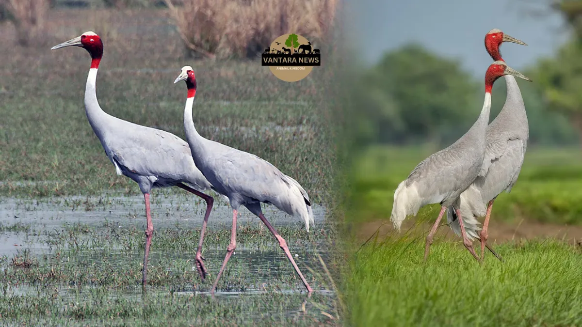 Noida Animal Rehabilitation Center