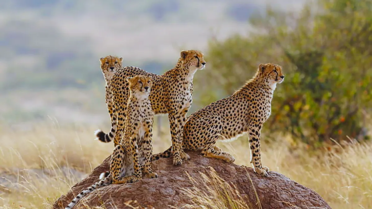 Translocation of Cheetahs to Gandhi Sagar
