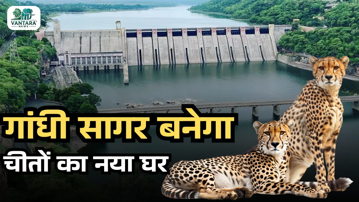 Translocation of Cheetahs to Gandhi Sagar