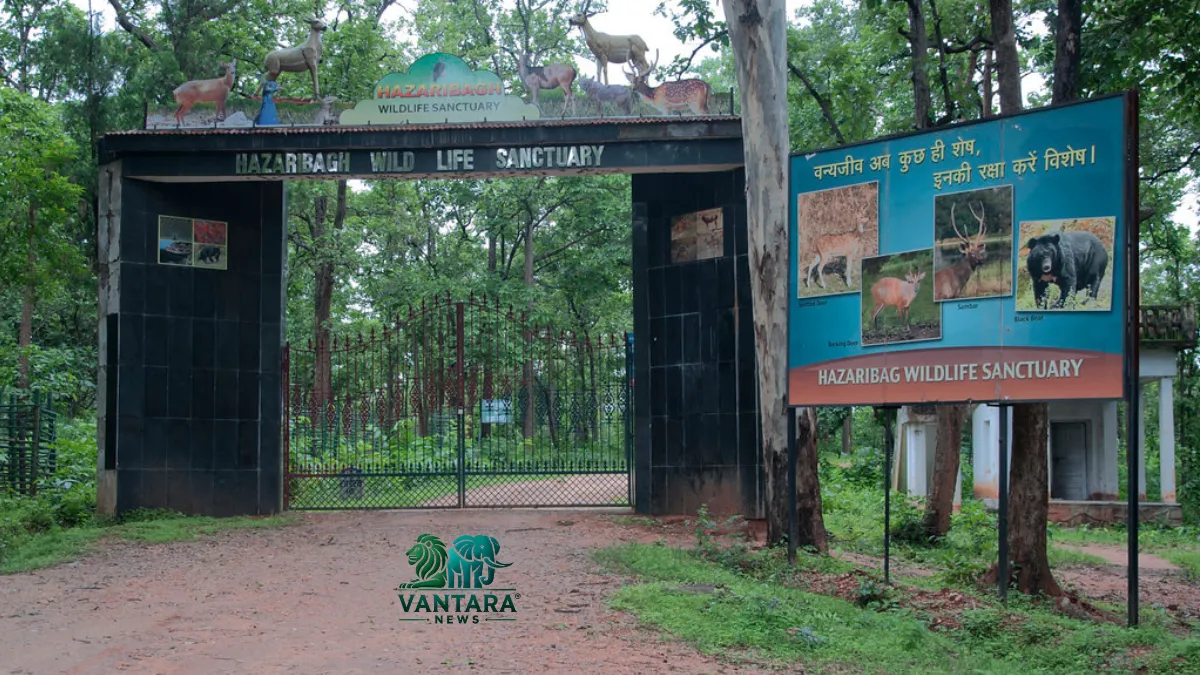 Hazaribagh wildlife sanctuary