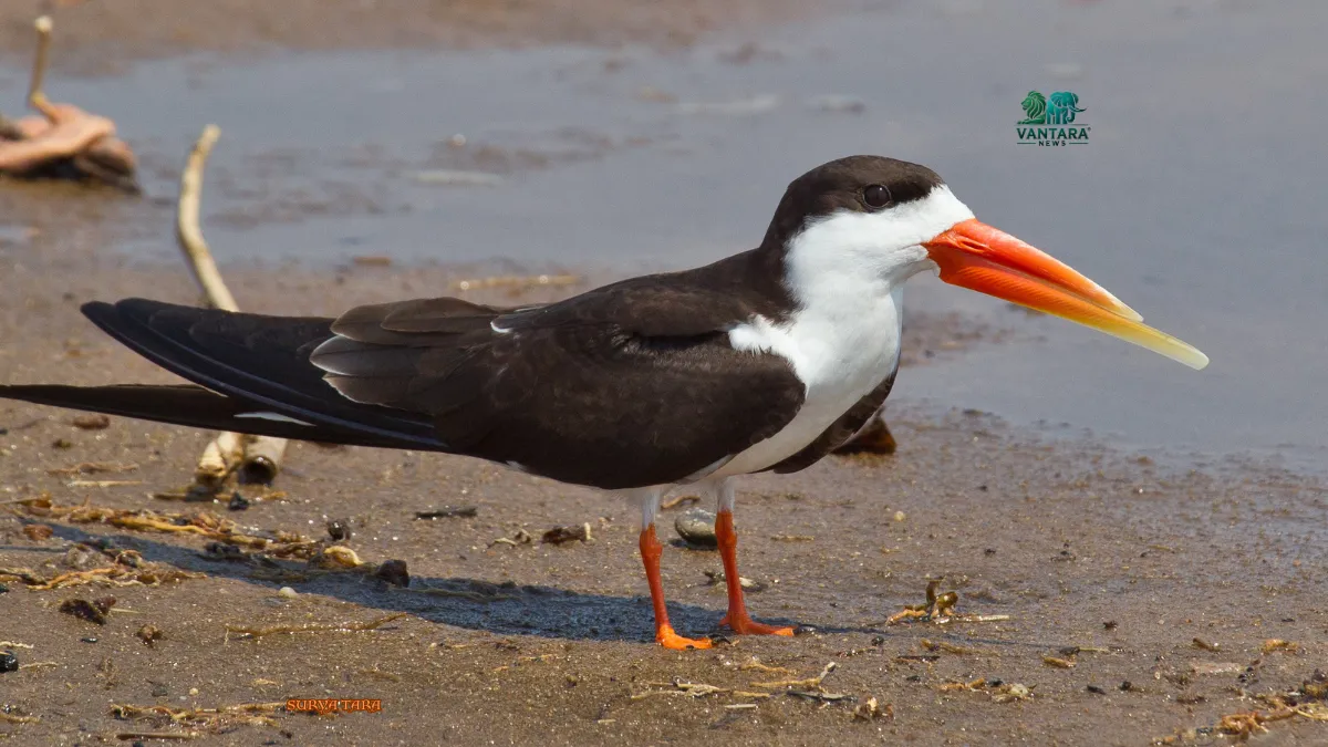 Black Skimmer