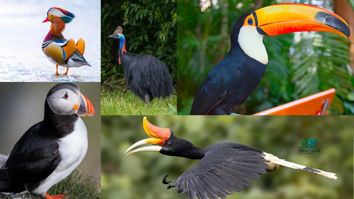 8 Birds With Colourful Beaks
