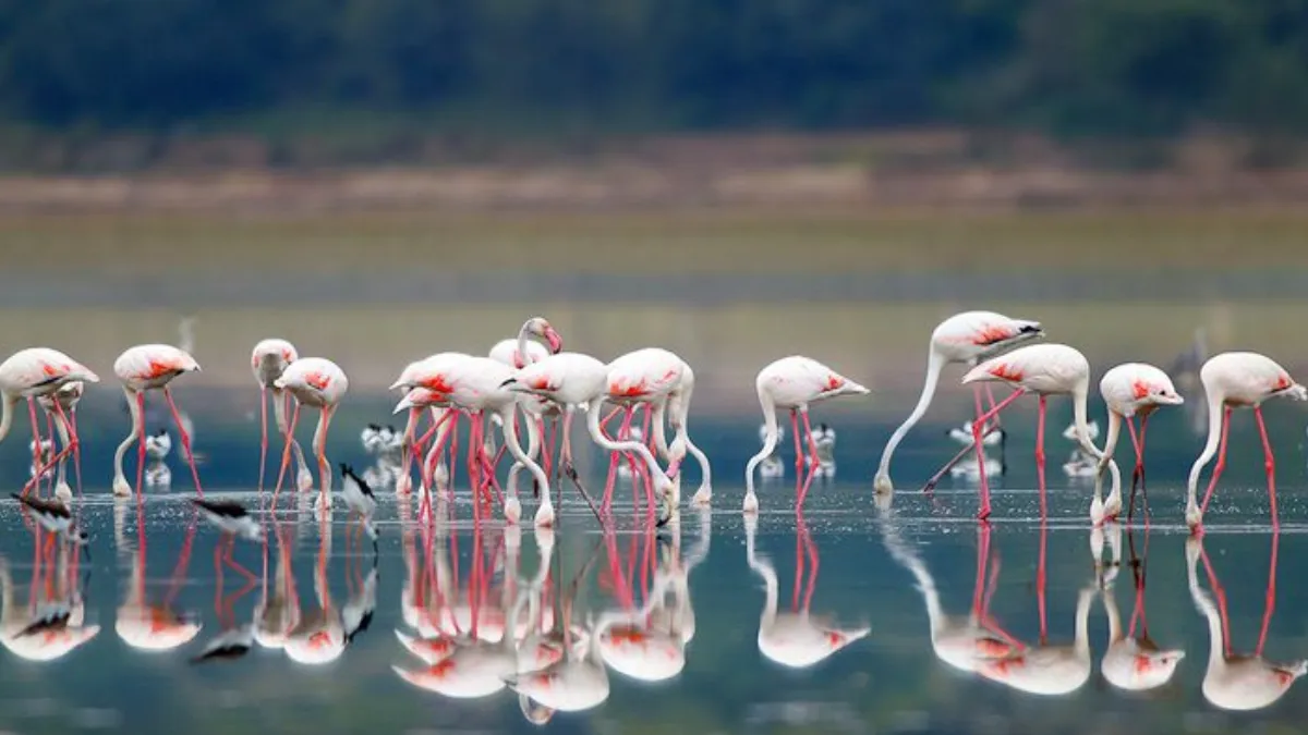 Narayan Sarovar Wildlife Sanctuary