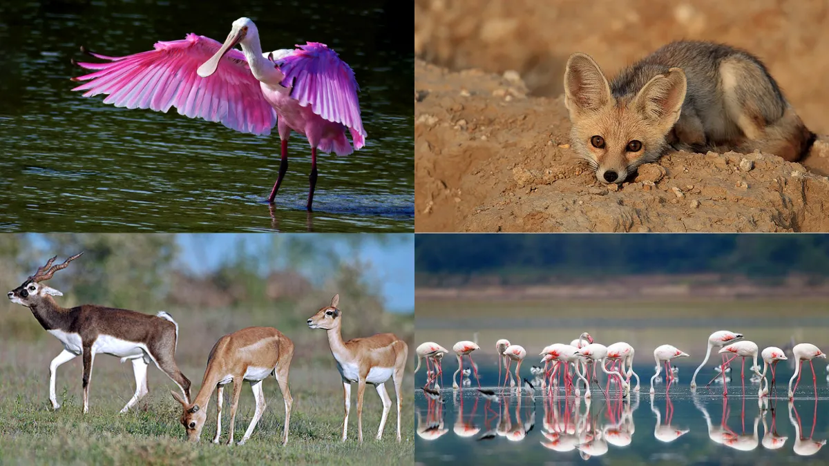 Narayan Sarovar Wildlife Sanctuary
