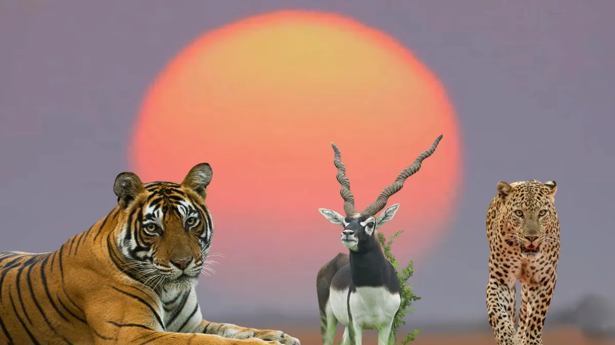 Ranthambore National Park safari