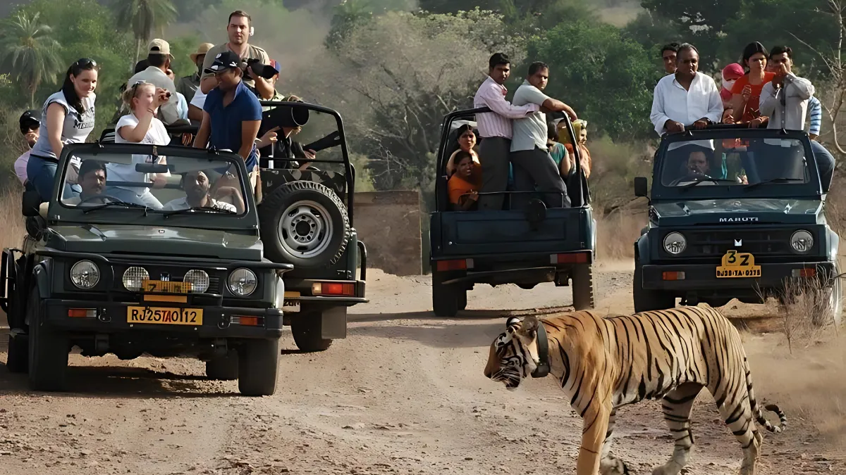 Aravalli Jungle Safari