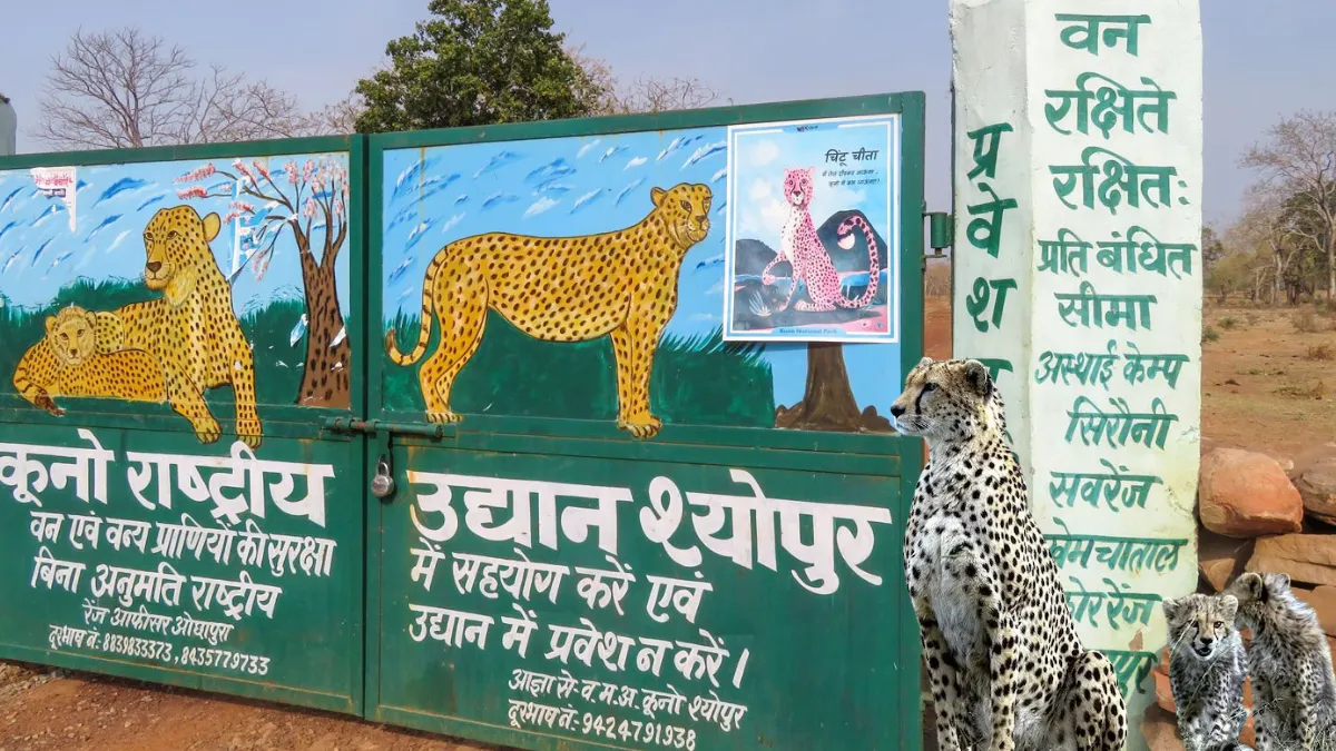 कूनो राष्ट्रीय उद्यान