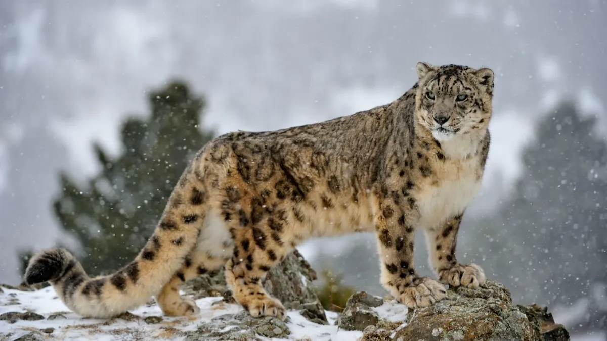 Snow leopard