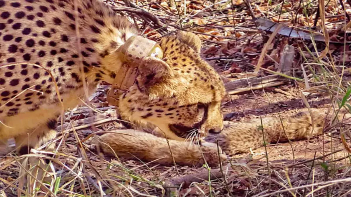 कूनो नेशनल पार्क