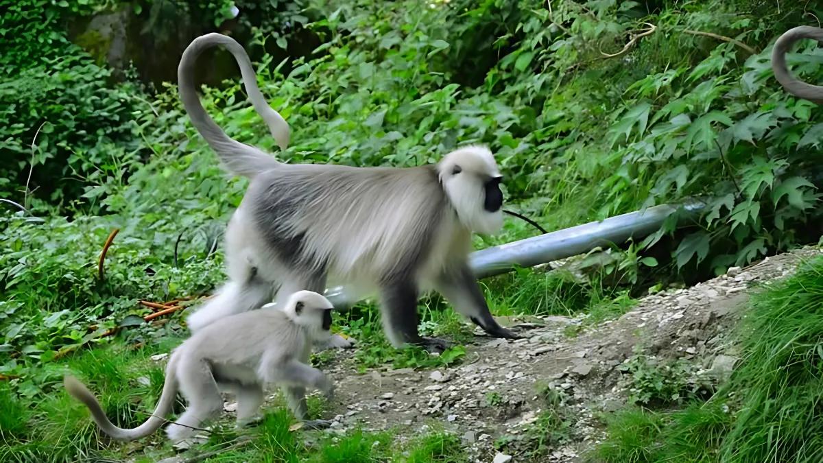 Wildlife conservation India