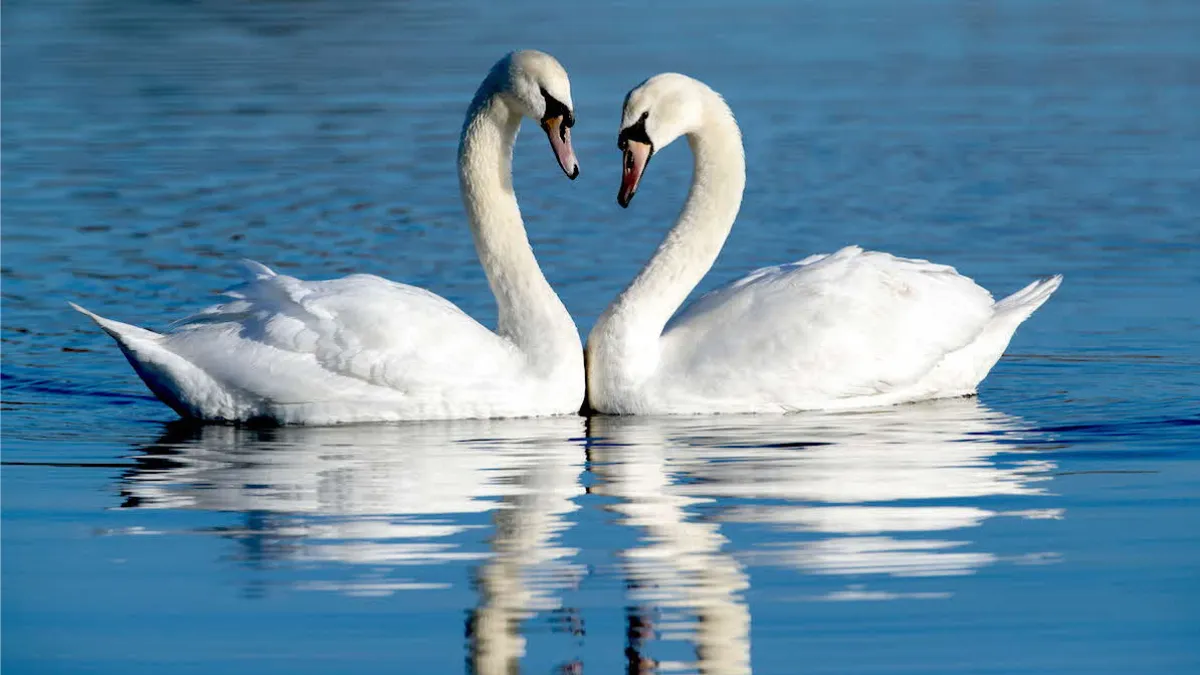 Swan