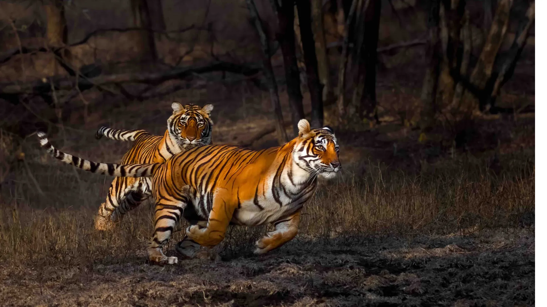 Royal Bengal tigers