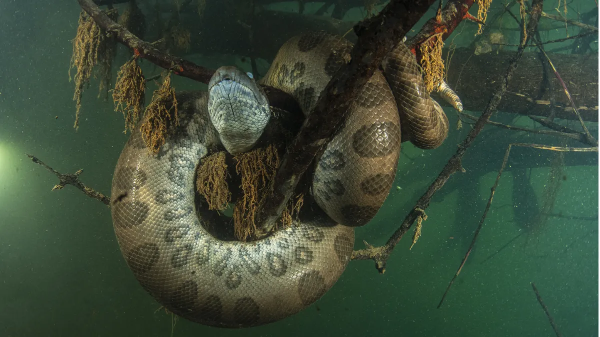 नॉर्दर्न ग्रीन एनाकोंडा