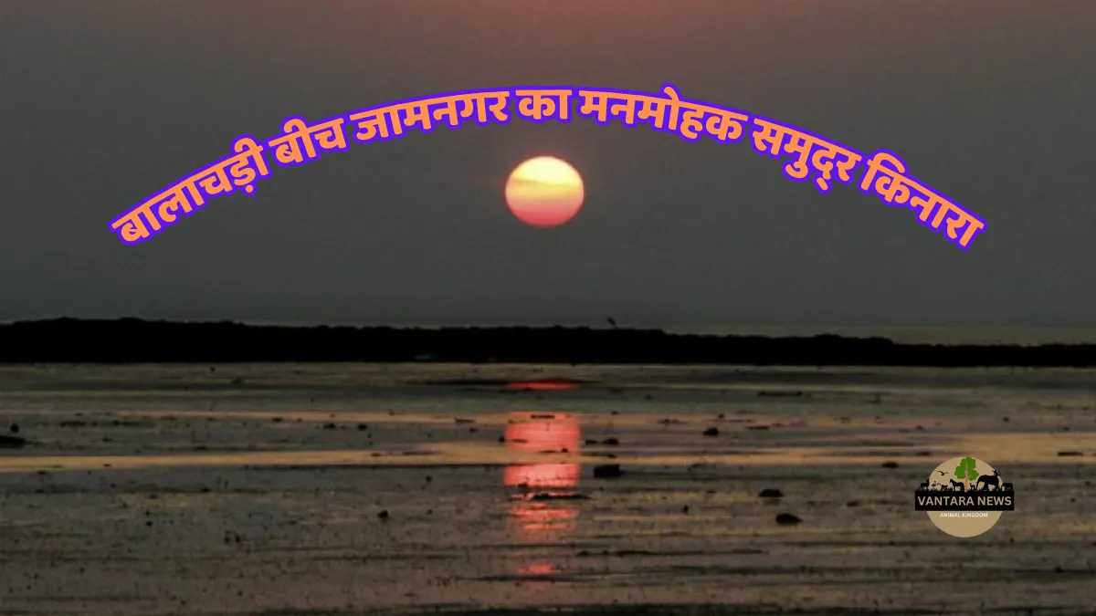 Balachadi Beach Jamnagar