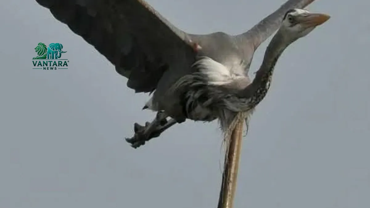 उड़ते पक्षी का पेट चीर कर बाहर निकली ईल मछली