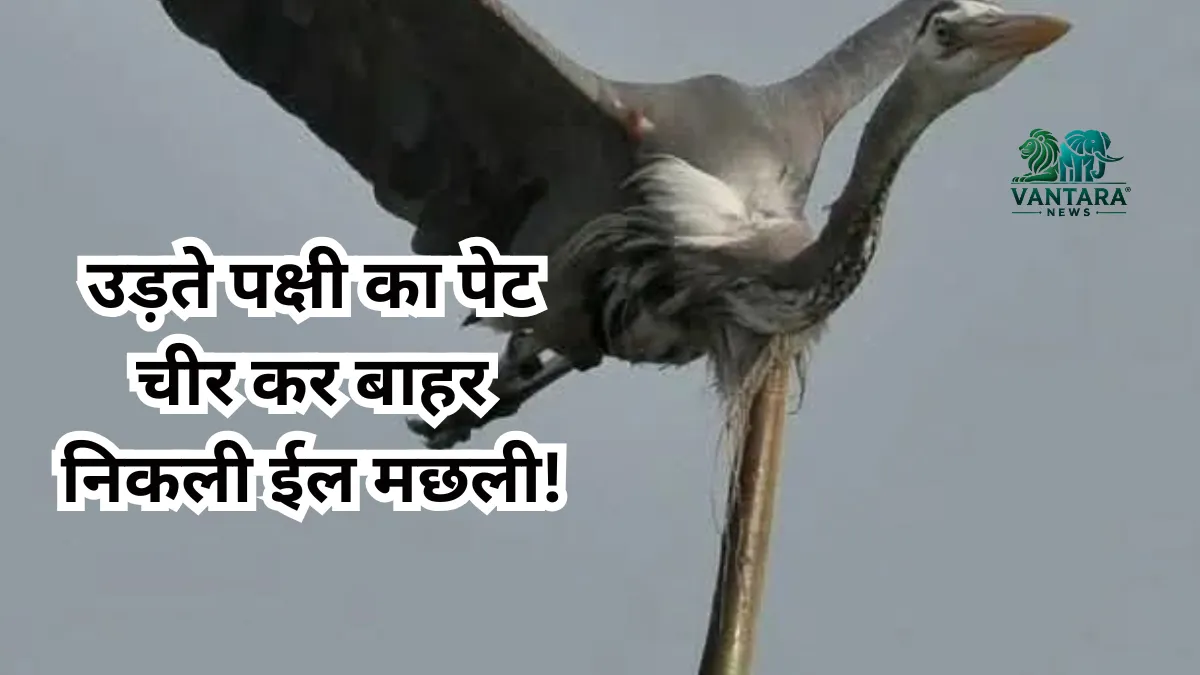 उड़ते पक्षी का पेट चीर कर बाहर निकली ईल मछली