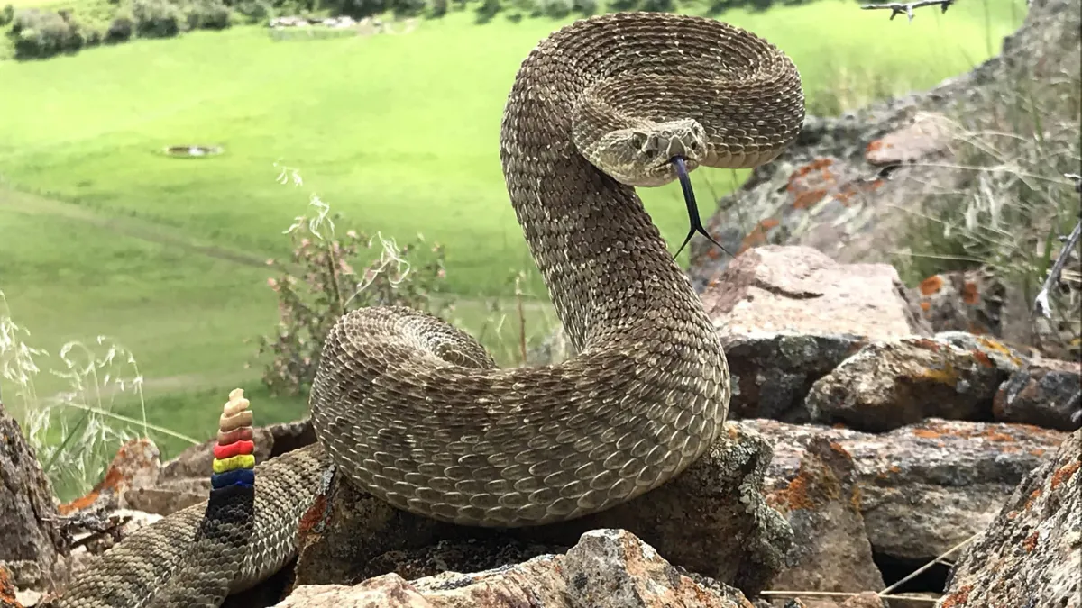 Rattlesnake study 2025