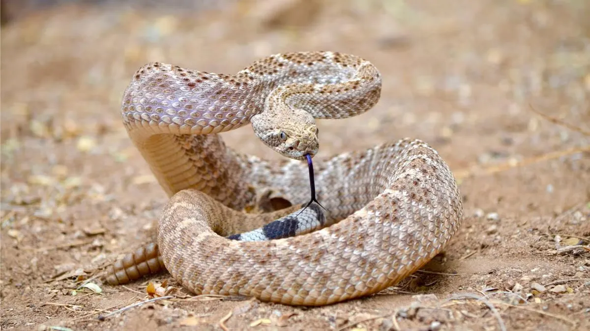Rattlesnake study 2025