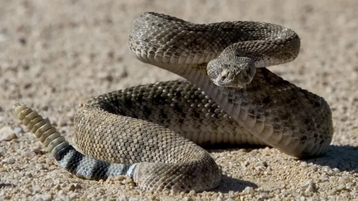 Rattlesnake study 2025