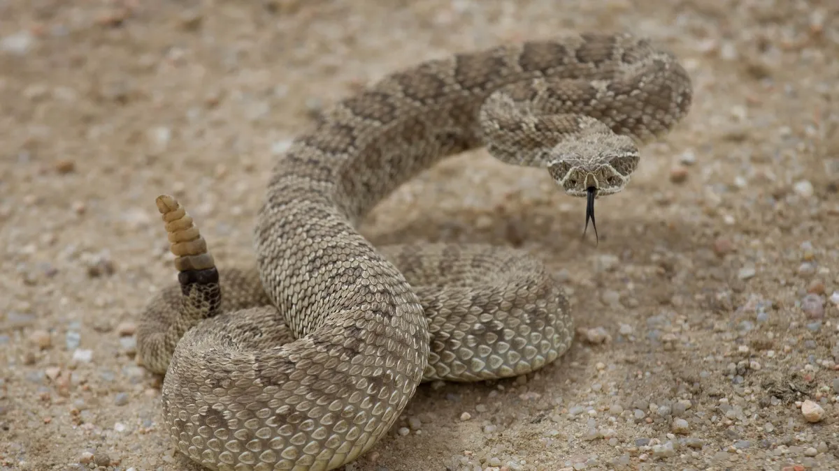 Rattlesnake study 2025