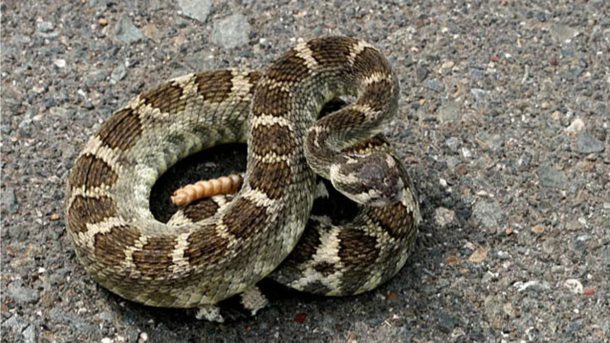 Rattlesnake study 2025