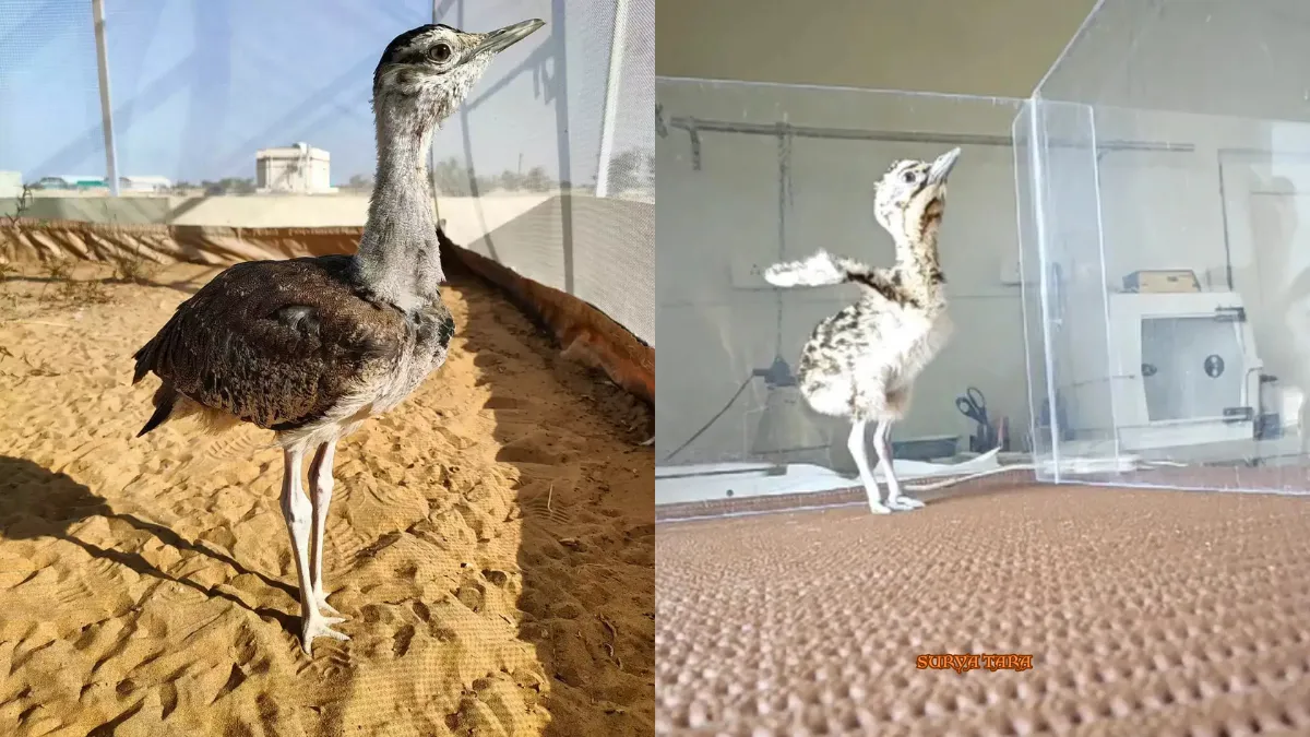 Rajasthan Wildlife Conservation