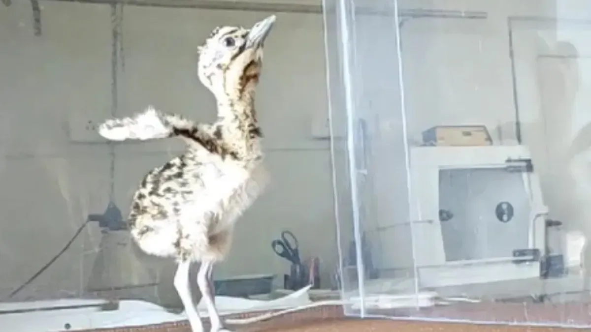 Rajasthan Wildlife Conservation