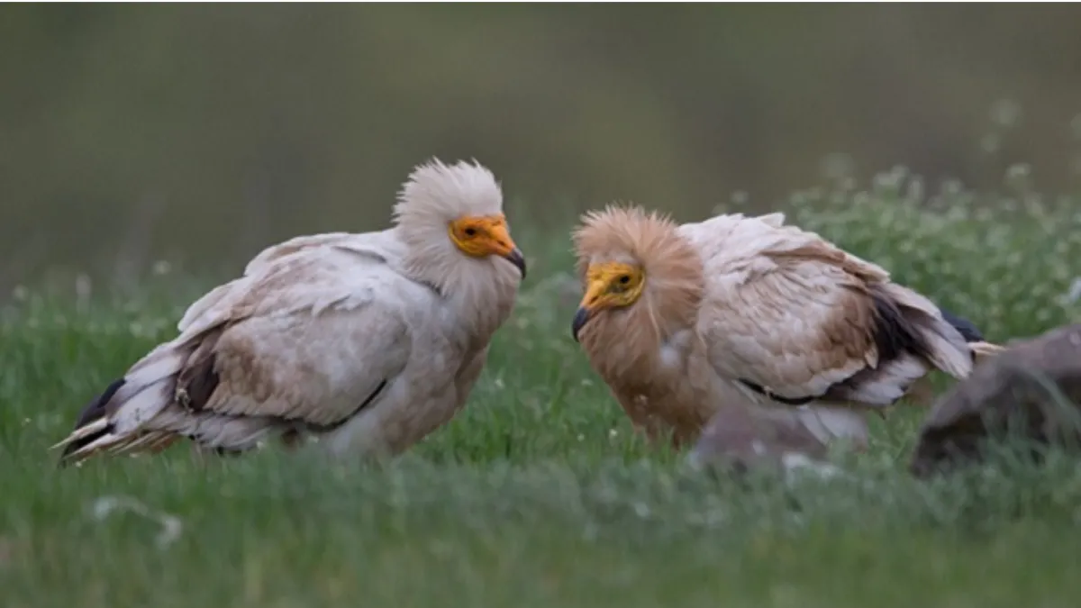 Kheoni wildlife Sanctuary